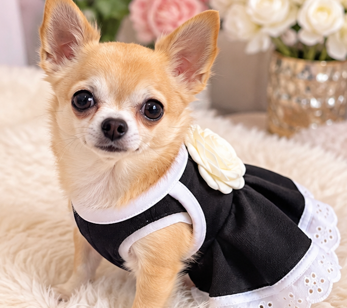 BCF Elegant Black Dog Dress