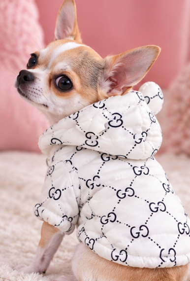 Adorable White Teddy Bear Dog Hoodie