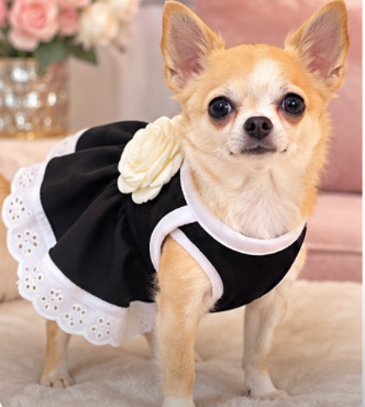 BCF Elegant Black Dog Dress
