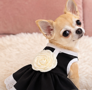 BCF Elegant Black Dog Dress