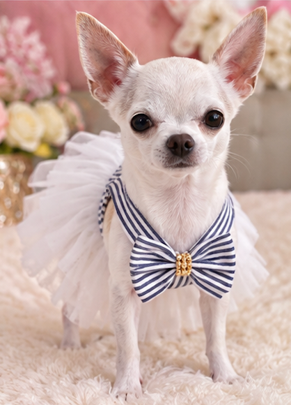 BCF Blue & White Princess Dog Dress