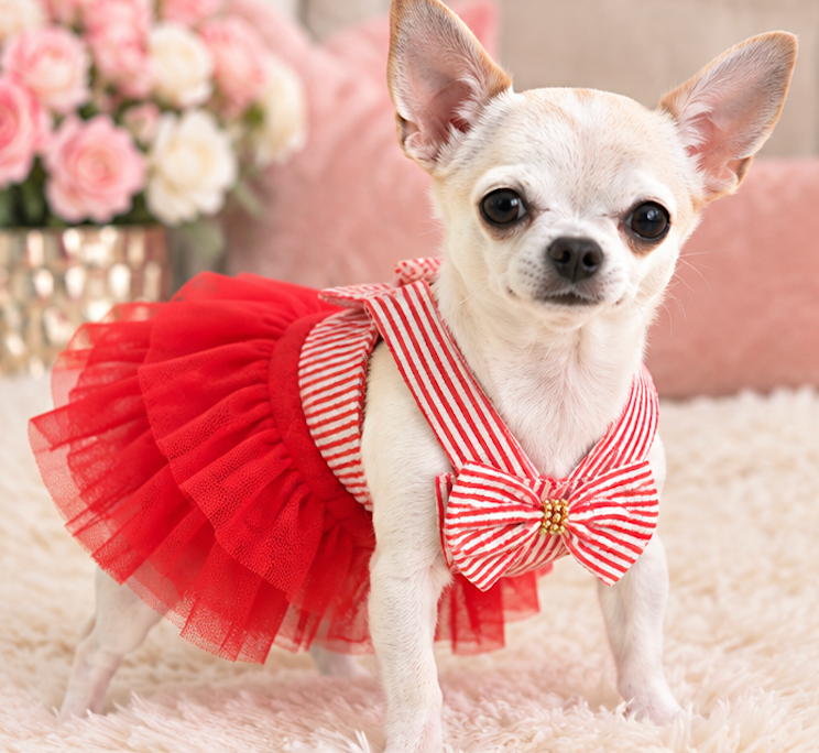BCF Blue & White Princess Dog Dress