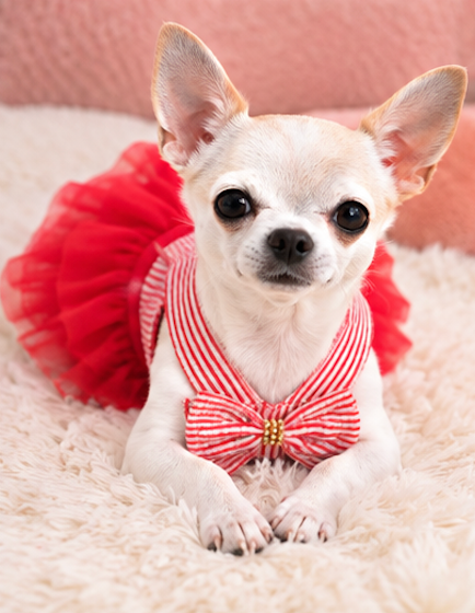 BCF Blue & White Princess Dog Dress