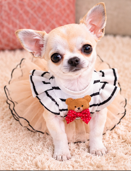 BCF Peach Princess Dog Dress