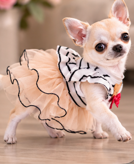 BCF Peach Princess Dog Dress