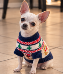 Christmas Teddy Bear Knitted Dog Sweater 🧸🐾