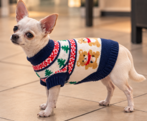 Christmas Teddy Bear Knitted Dog Sweater 🧸🐾
