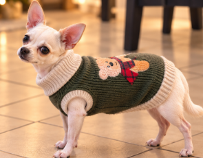 🐻 Christmas Teddy Bear Knitted Dog Sweater – Cozy Winter Style 🎄🐾